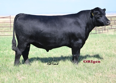 Quaker Hill Upper Cut 1Y22 • ORIgen Semen & Certificates for sale